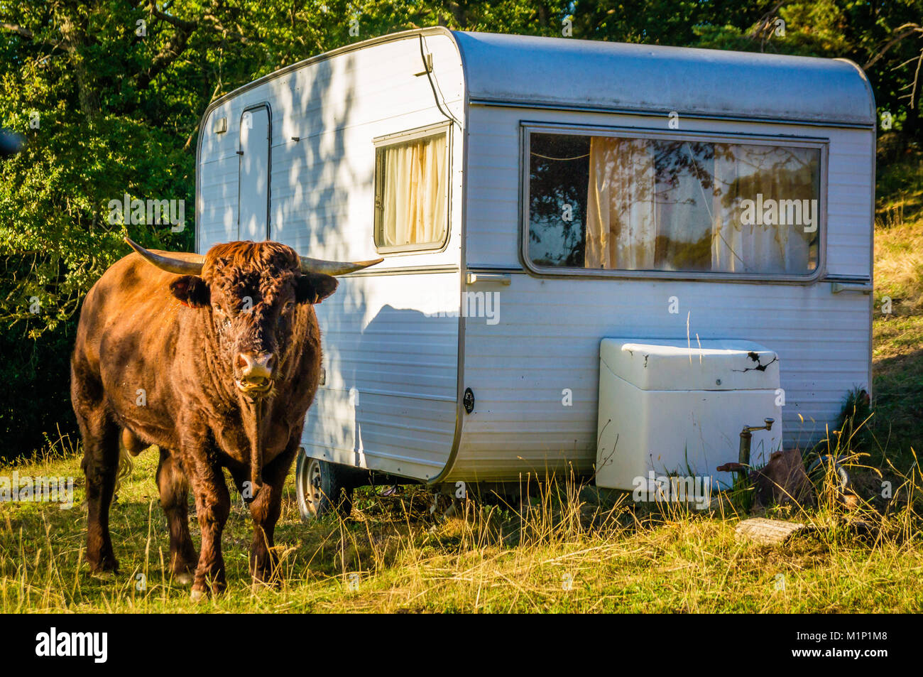 Bull in piedi vicino a una roulotte in un campeggio Foto Stock