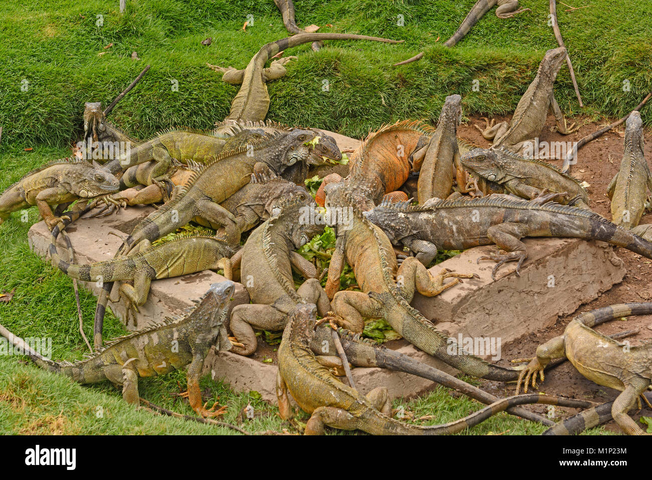 Le iguane verdi in un Parque Seminario di Guayaquil, Ecuador Foto Stock