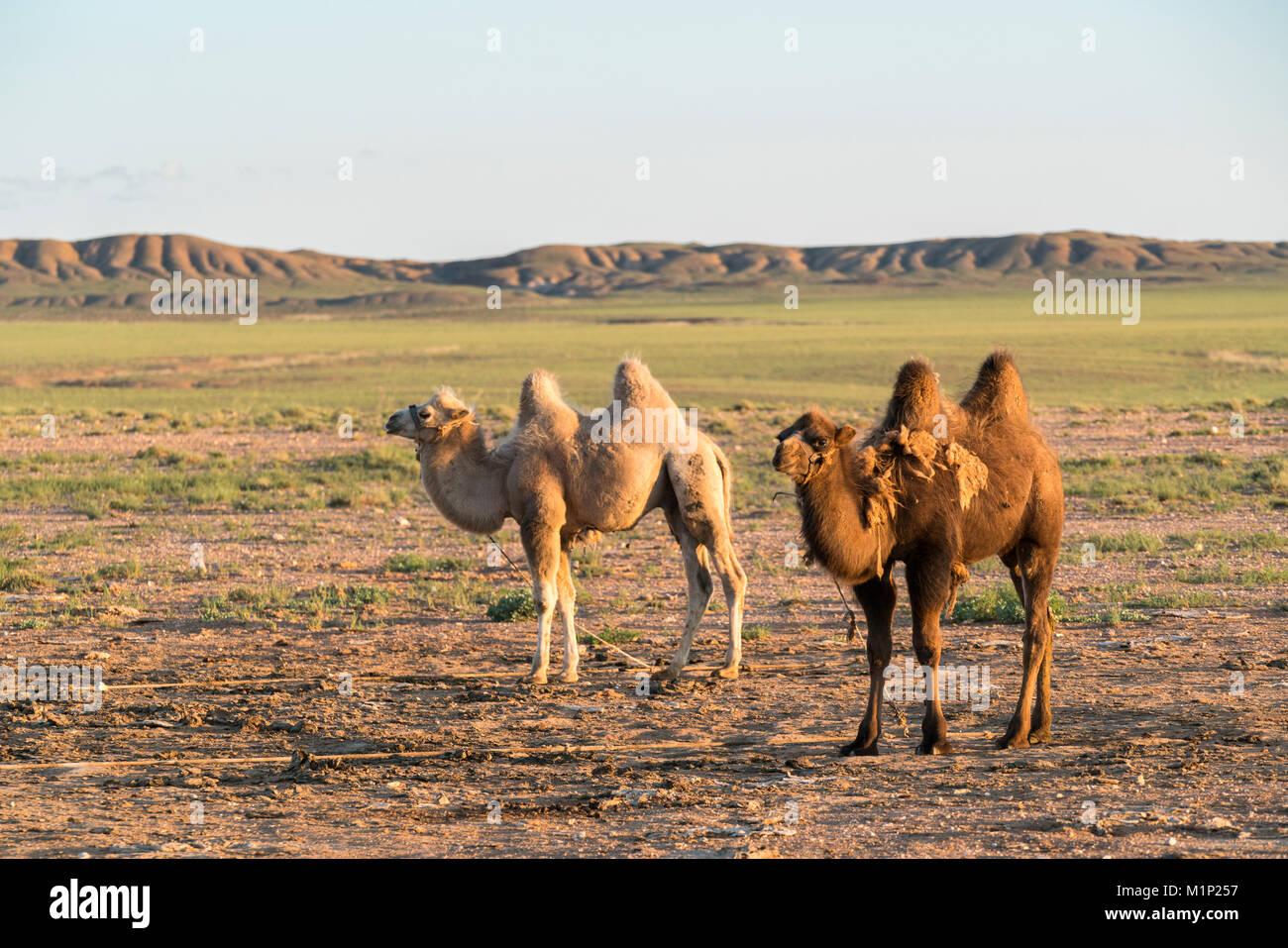 Due cammelli nel deserto dei Gobi, Ulziit, Medio provincia Gobi, Mongolia, Asia Centrale, Asia Foto Stock