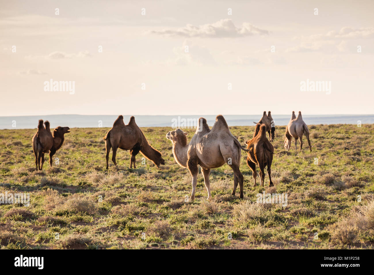 Cammelli al pascolo, Ulziit, Medio provincia Gobi, Mongolia, Asia Centrale, Asia Foto Stock