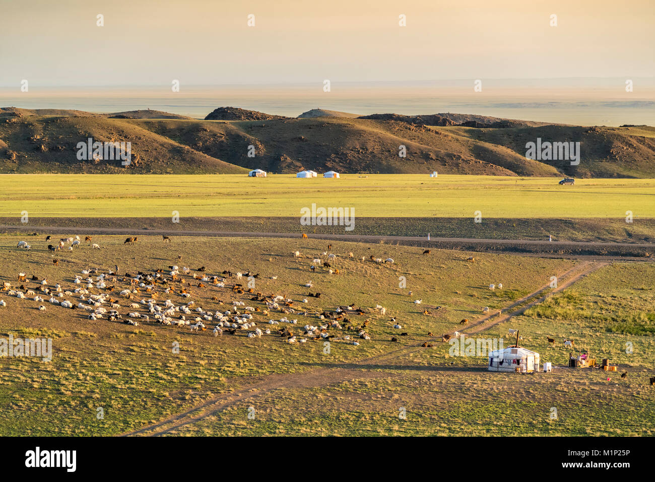 Accampamento nomade e bestiame, Bayandalai distretto, a sud della provincia di Gobi, Mongolia, Asia Centrale, Asia Foto Stock