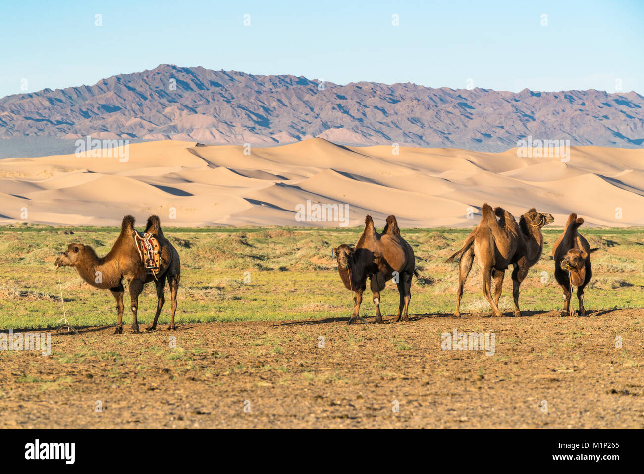 I cammelli e le dune di sabbia del deserto dei Gobi in background, Sevrei distretto, a sud della provincia di Gobi, Mongolia, Asia Centrale, Asia Foto Stock