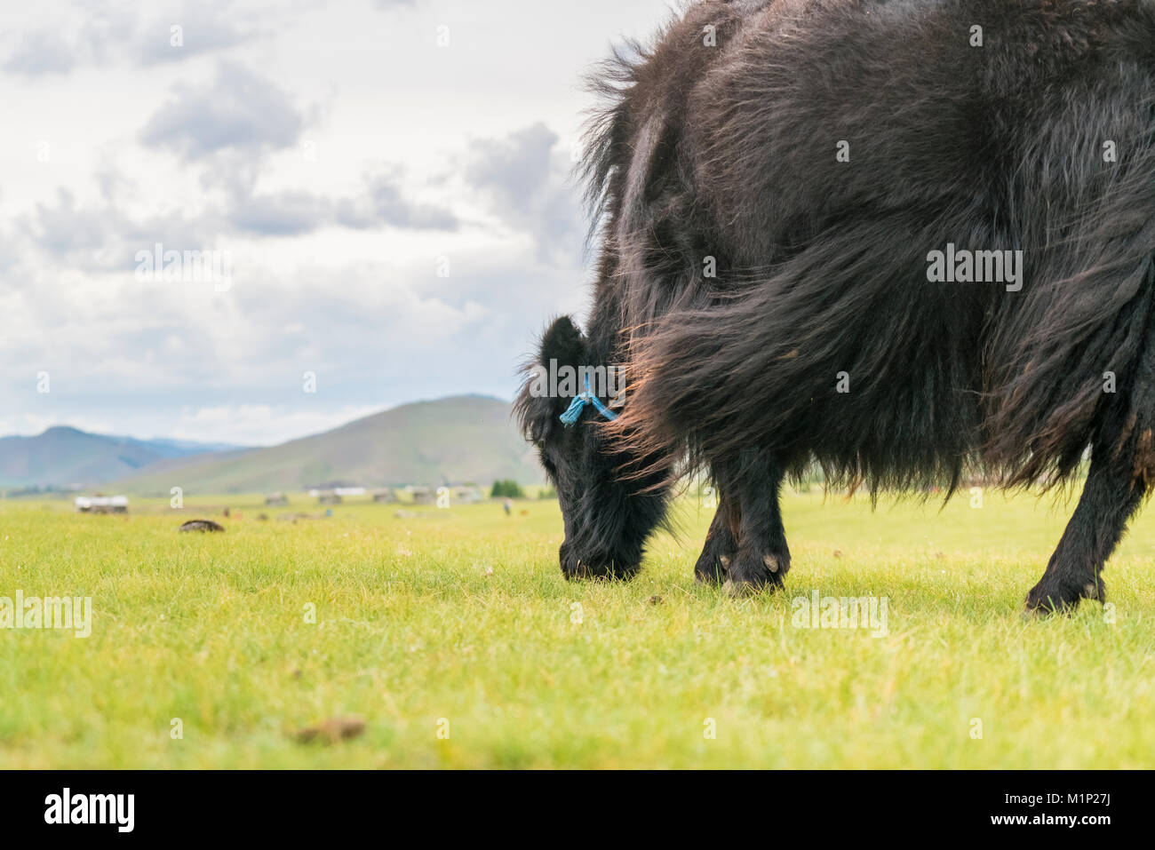Yak al pascolo, Orkhon valley, Sud provincia Hangay, Mongolia, Asia Centrale, Asia Foto Stock