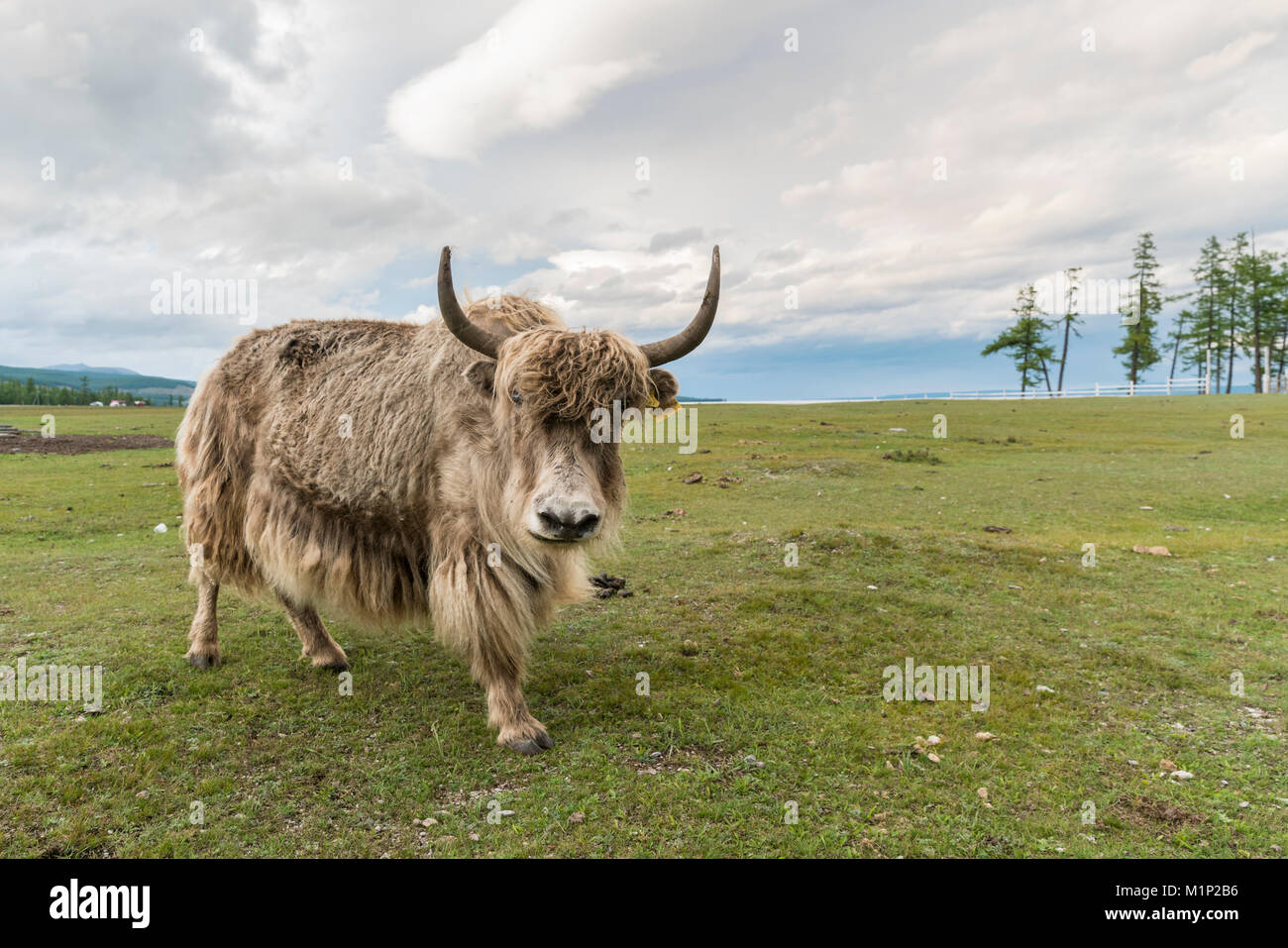 Yak sulle rive del lago Hovsgol, Hovsgol provincia, Mongolia, Asia Centrale, Asia Foto Stock