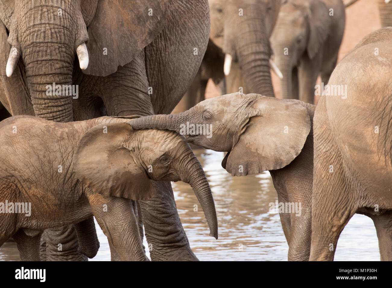 Gruppo di elefanti africani con baby (Loxodonta africana), il Parco Nazionale del Serengeti, Tanzania, Africa orientale, Africa Foto Stock