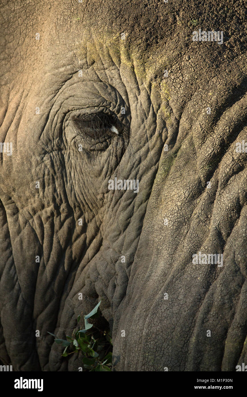 Close-up di un elefante africano's eye (Loxodonta africana), Kruger National Park, Sud Africa e Africa Foto Stock
