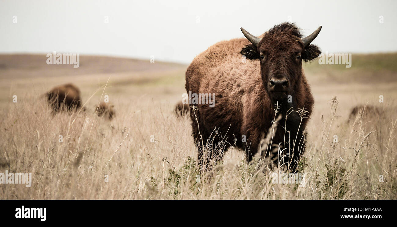 Bisonti americani, capretti, erba alta Prairie preservare, Pawhuska, Oklahoma. Questo bison starred in me tutto il tempo che mi è stato nella sua area. Foto Stock