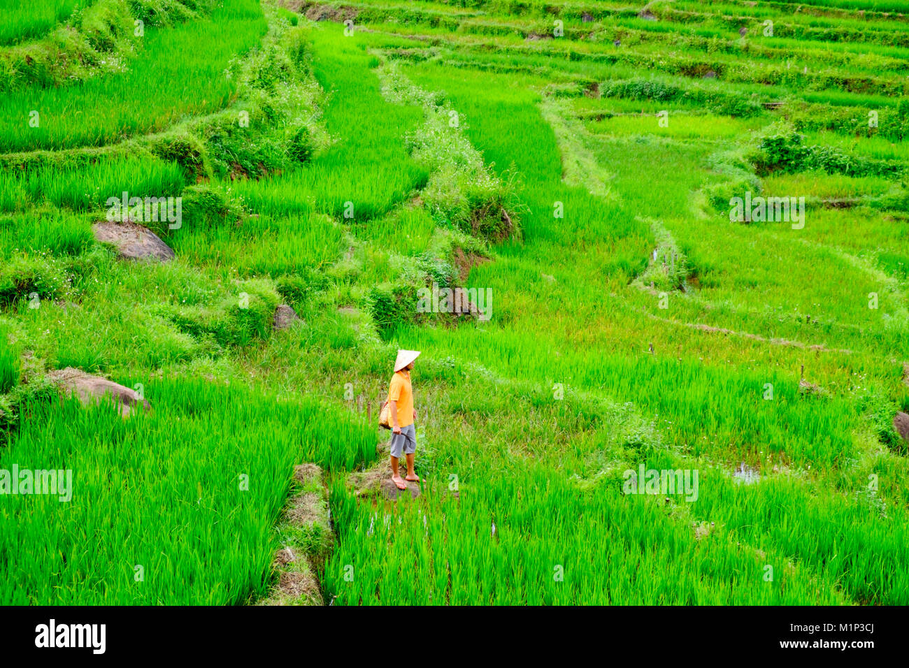 L'agricoltore che indossa un cappello conico in risaia terrazze, Mai Chau, Hoa Binh, Vietnam, Indocina, Asia sud-orientale, Asia Foto Stock