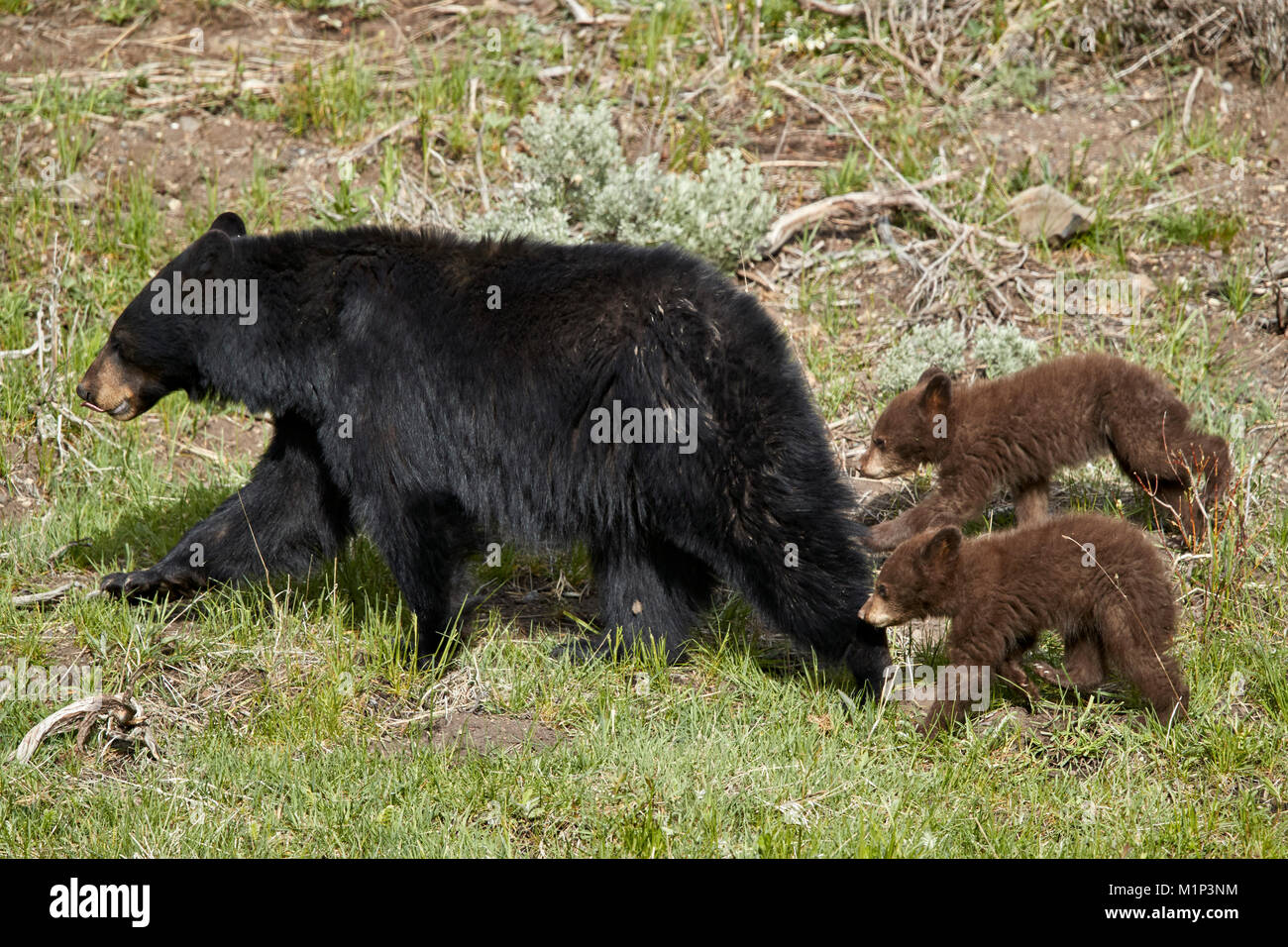 Black Bear (Ursus americanus) sow e due cuccioli di cioccolato dell'anno, il Parco Nazionale di Yellowstone, Wyoming negli Stati Uniti d'America, America del Nord Foto Stock
