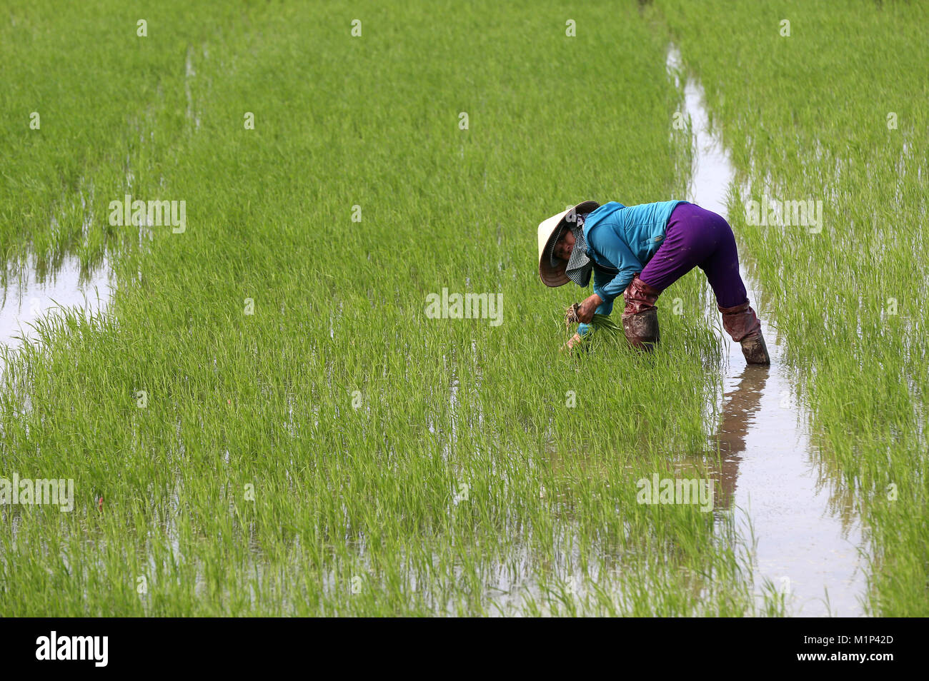 L'agricoltore vietnamita lavorando nel suo campo di riso il trapianto di giovani riso, Hoi An, Vietnam, Indocina, Asia sud-orientale, Asia Foto Stock