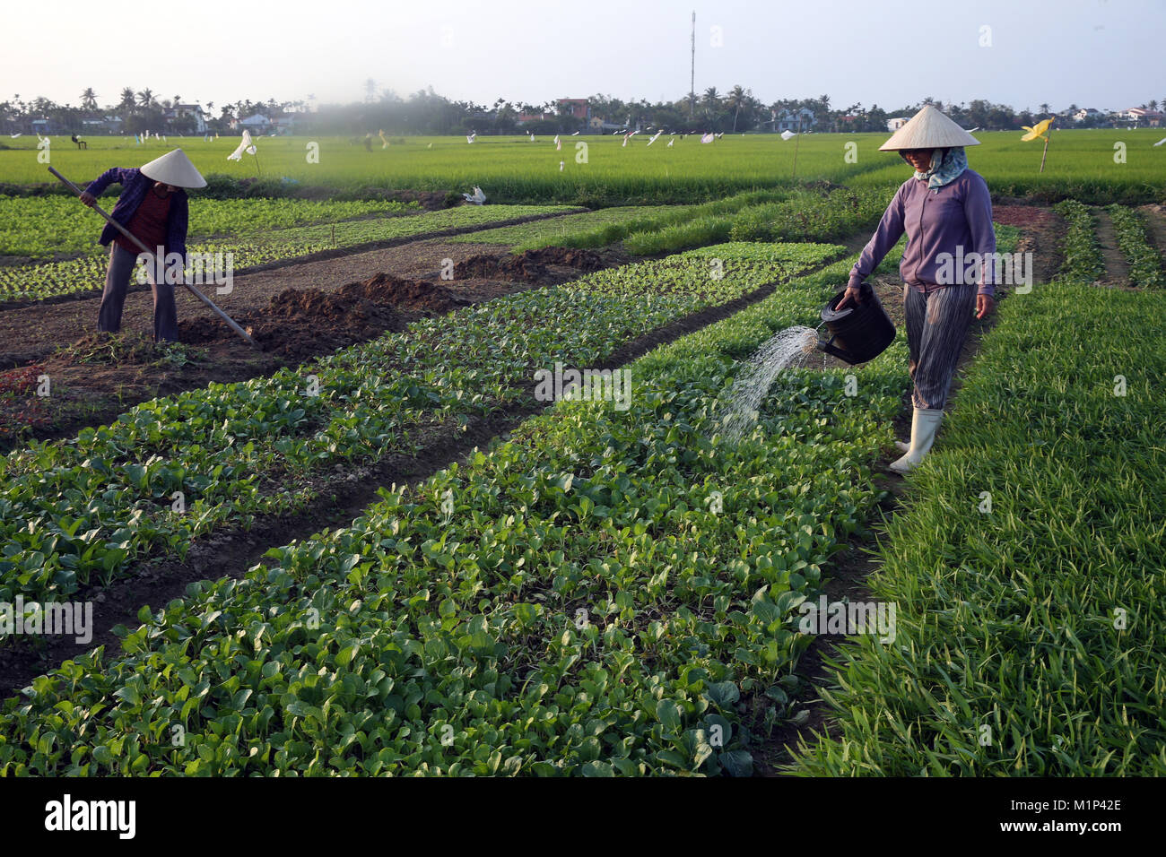 Un agricoltore acque la sua fattoria di vegetali, Hoi An, Vietnam, Indocina, Asia sud-orientale, Asia Foto Stock