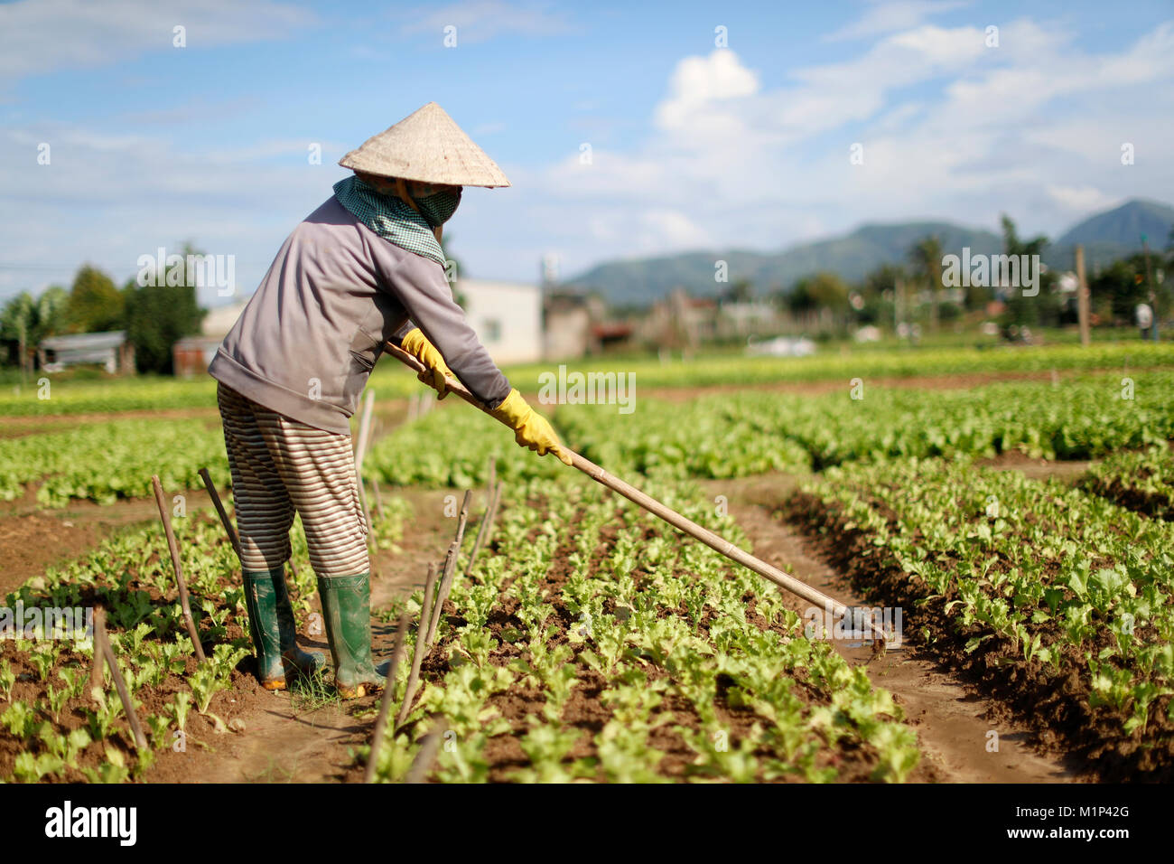 Donna vietnamita di lavorare in un campo di lattuga, Kon Tum, Vietnam, Indocina, Asia sud-orientale, Asia Foto Stock