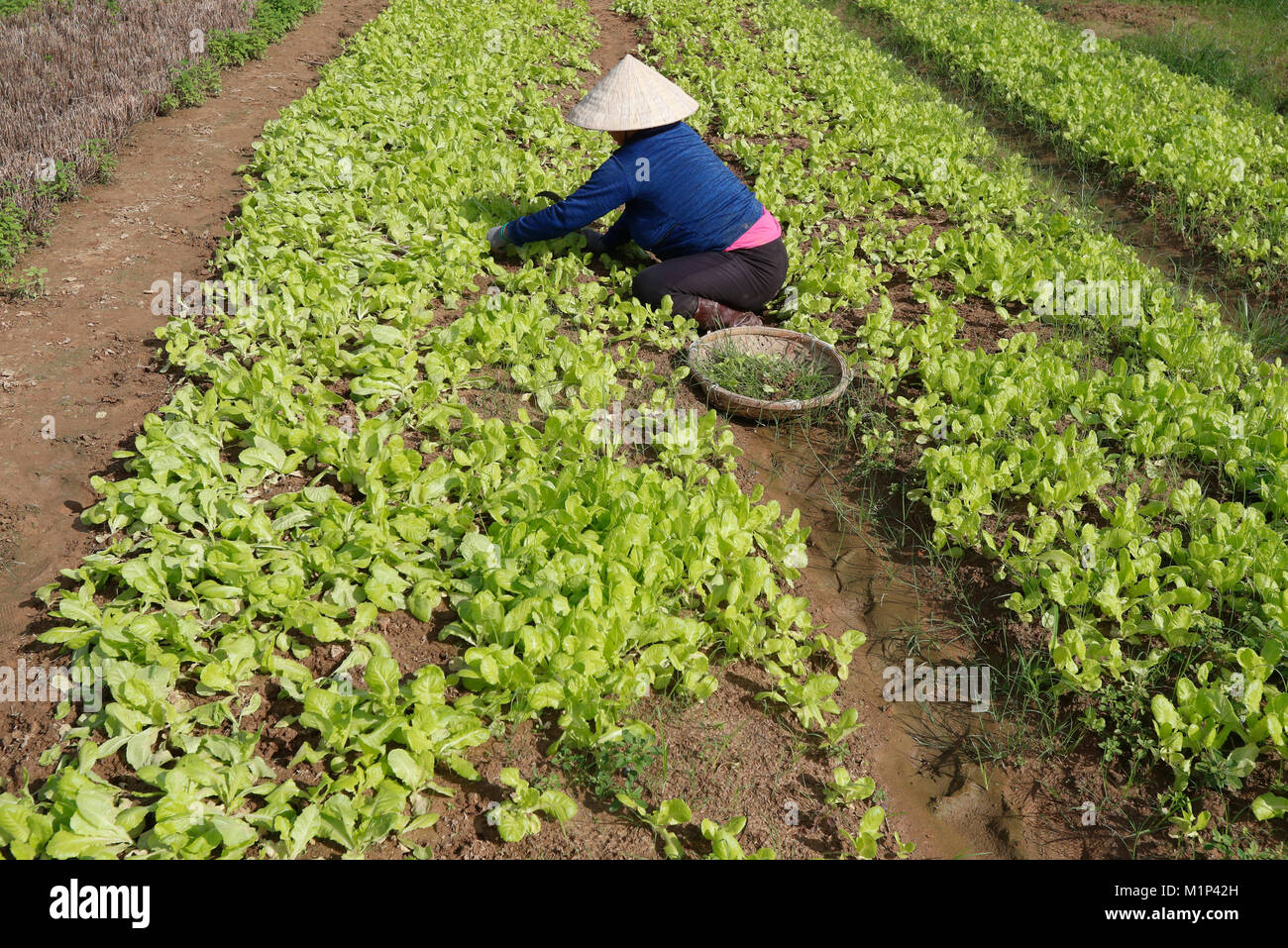 Donna vietnamita di lavorare in un campo di lattuga, Kon Tum, Vietnam, Indocina, Asia sud-orientale, Asia Foto Stock