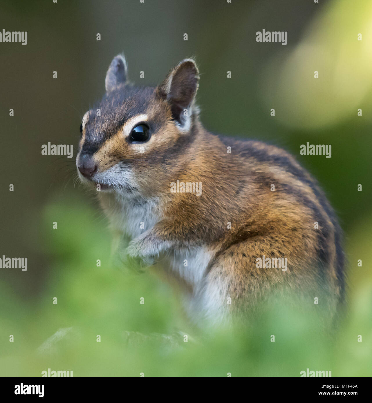 Un Townsend's scoiattolino, Neotamias townsendii, su una recinzione in Bellingham, Washington, Whatcom County, STATI UNITI D'AMERICA Foto Stock