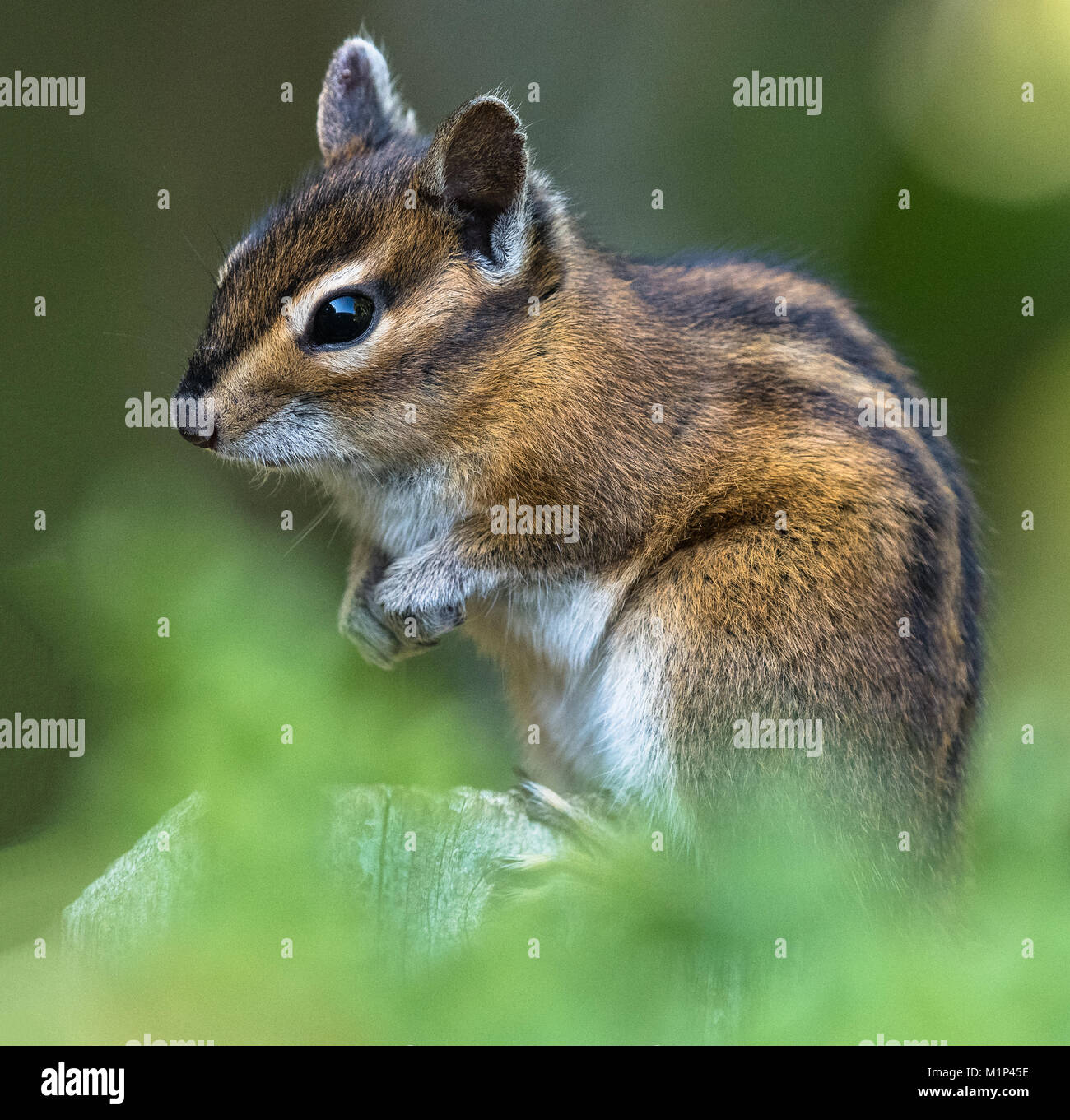 Un Townsend's scoiattolino, Neotamias townsendii, su una recinzione in Bellingham, Washington, Whatcom County, STATI UNITI D'AMERICA Foto Stock