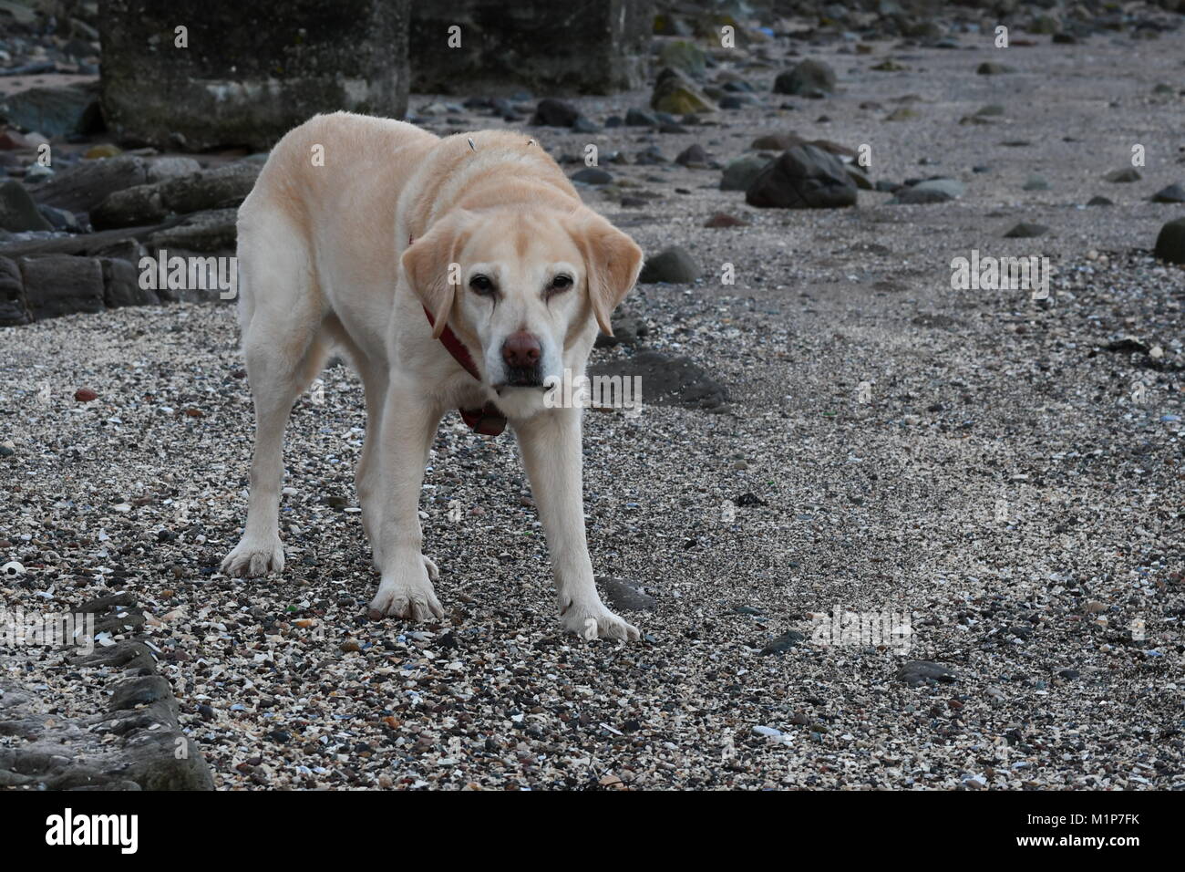 Il Labrador sulla spiaggia Inverkip Foto Stock