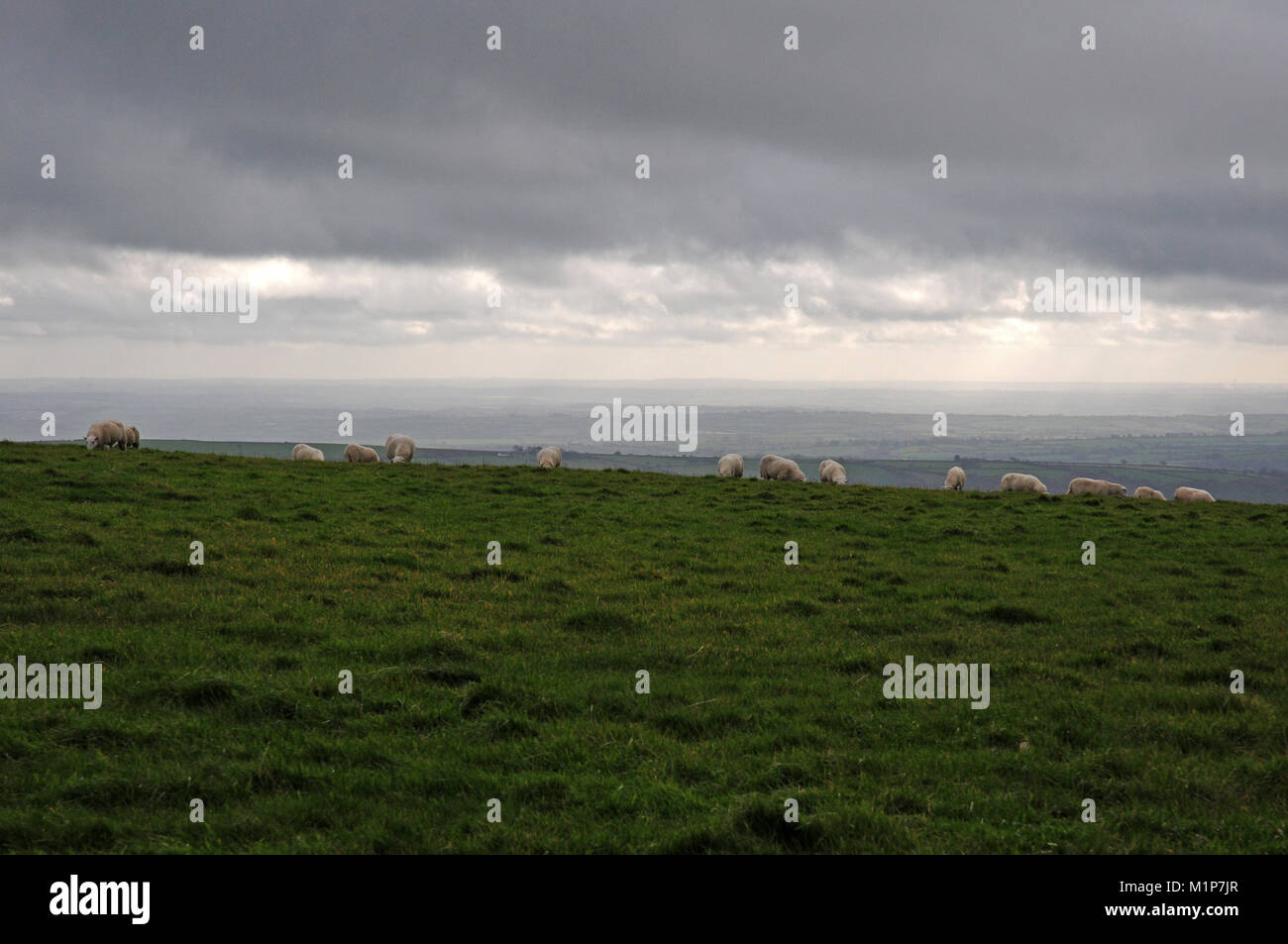 Pecore al pascolo nella parte superiore delle montagne Preseli. Nord Pembrokeshire. Foto Stock