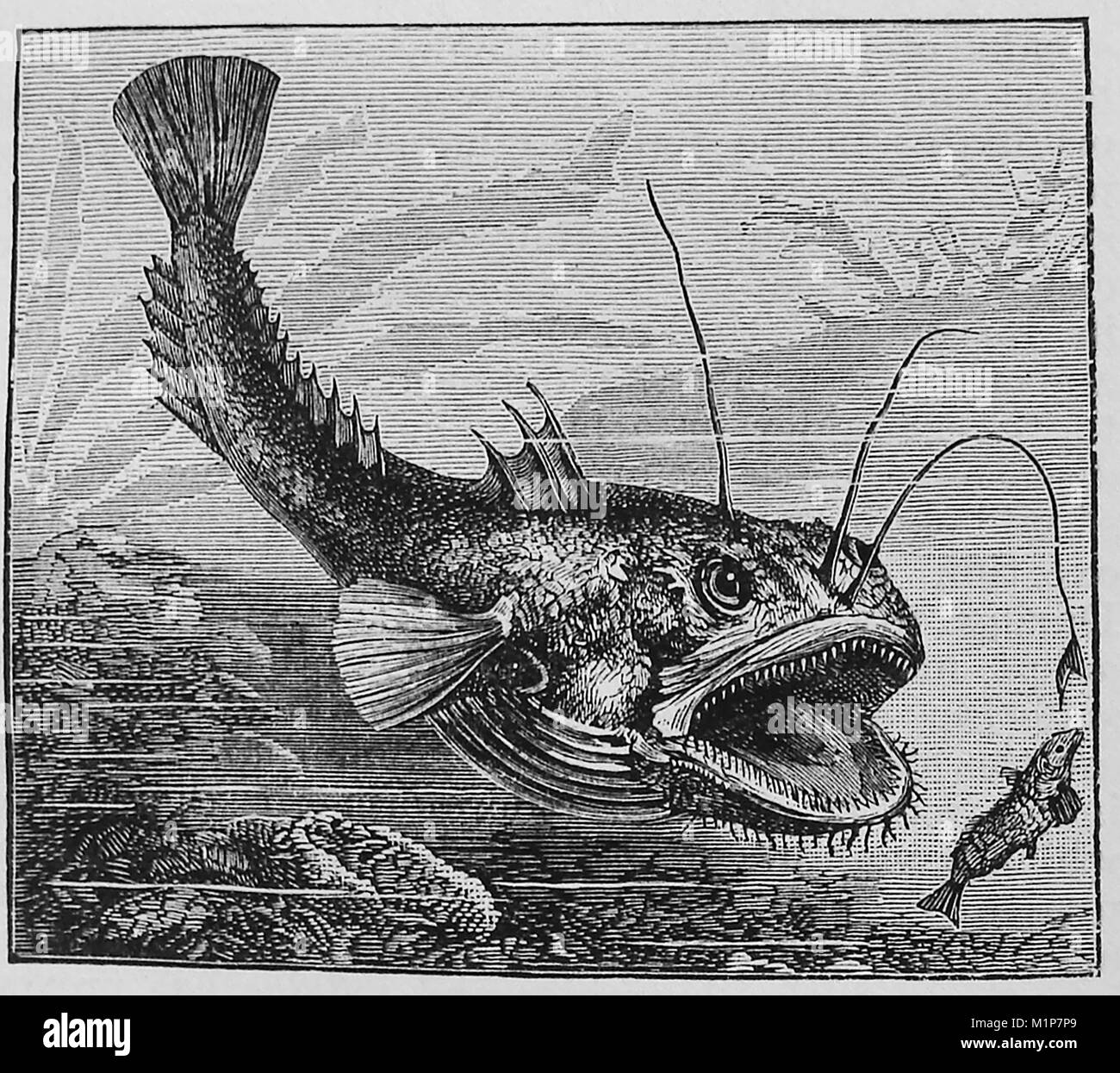 Un 1889 illustrazione dalla camera enciclopedia - illustrazione di una rana pescatrice alcune specie sono noti come rana pescatrice, mare diavolo, pesce rana, pesca rane o nell'U.S.A, GOOSEFISH Foto Stock