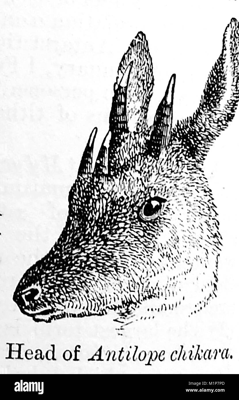 Un 1889 illustrazione dalla camera enciclopedia - Testa del indiano quattro-cornuto CHIKARA antilope (Antilope chikara) o (Tetracerus quadricornis) aka CHOUSINGHA Foto Stock