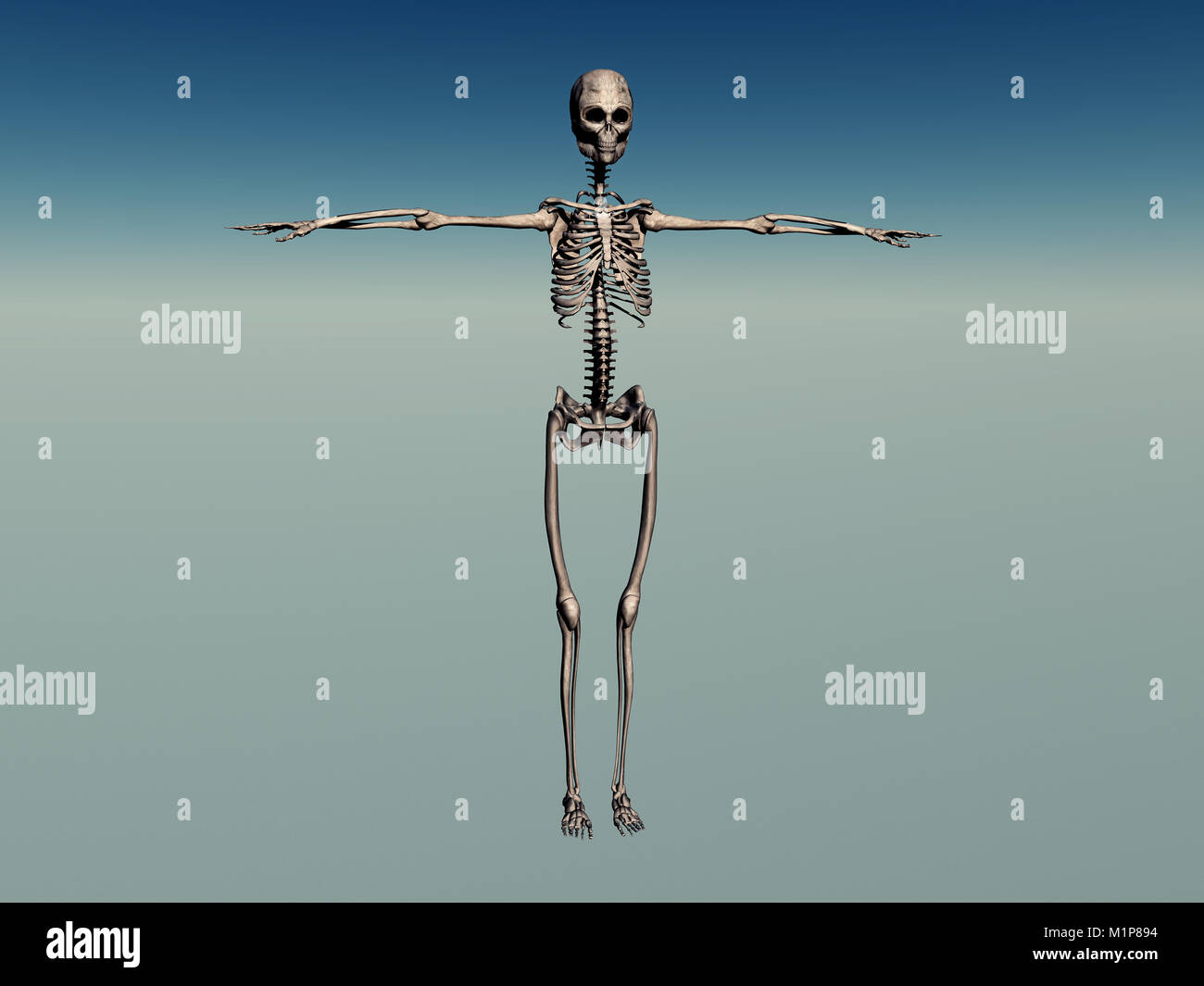 Femmina dello scheletro umano Foto Stock