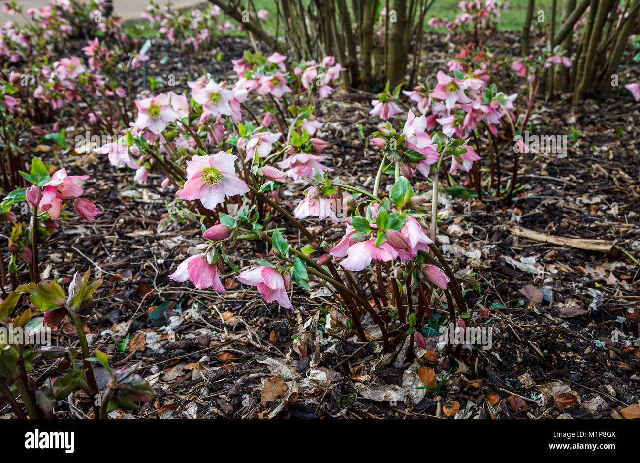 L'elleboro, rosa pallido al viola Helleborus Walburton il rosmarino 'Walhero' in fiore in gennaio, RHS Gardens, Wisley, Surrey, Inghilterra sudorientale, REGNO UNITO Foto Stock