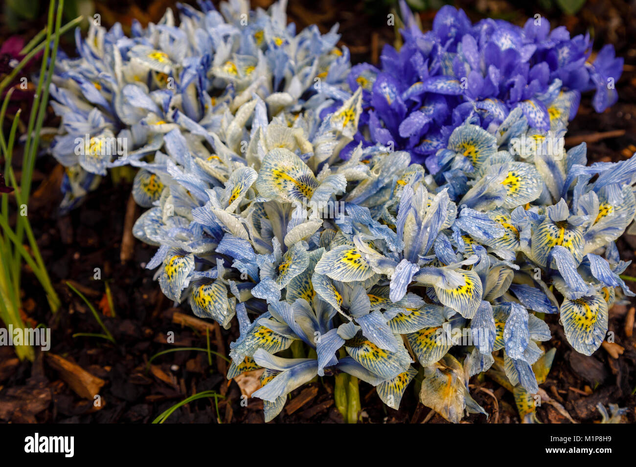 Blu e Giallo iris nana Katherine Hodgkin fioritura in gennaio ad RHS Wisley Gardens, Surrey, Inghilterra sudorientale, UK con goccioline di acqua dopo la pioggia Foto Stock