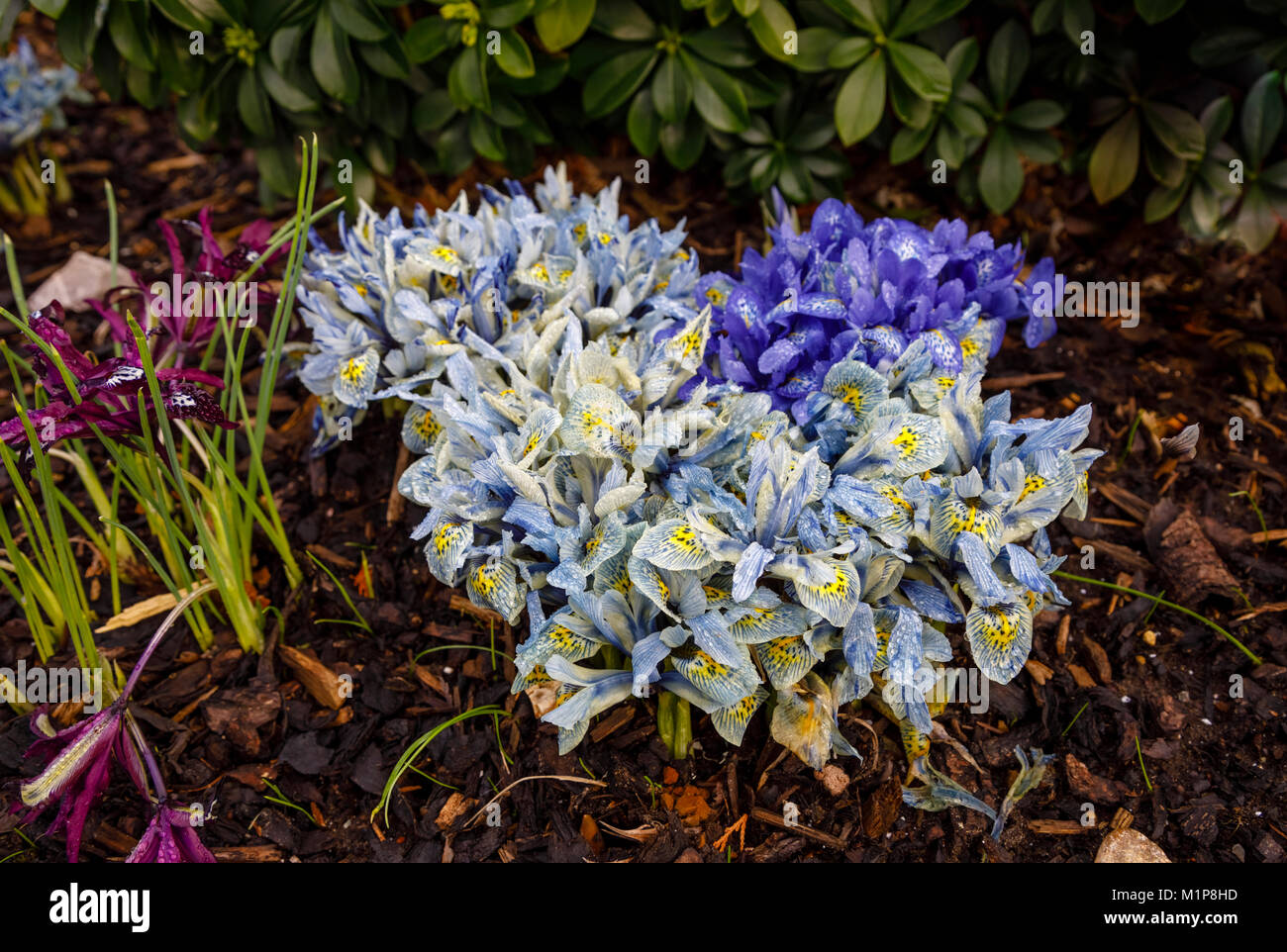 Blu e Giallo iris nana Katherine Hodgkin fioritura in gennaio ad RHS Wisley Gardens, Surrey, Inghilterra sudorientale, UK con goccioline di acqua dopo la pioggia Foto Stock