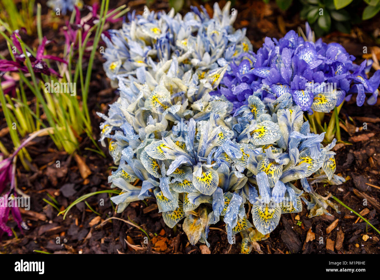 Blu e Giallo iris nana Katherine Hodgkin fioritura in gennaio ad RHS Wisley Gardens, Surrey, Inghilterra sudorientale, UK con goccioline di acqua dopo la pioggia Foto Stock