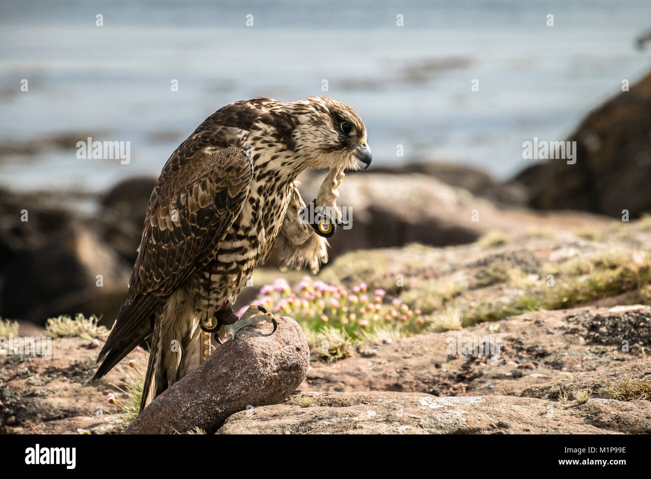 Falconer il falco pellegrino uccello ibrido graffi su di una roccia in riva al mare Foto Stock