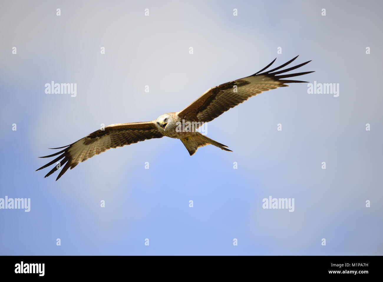 Aquilone rosso Galloway Scozia Scotland Foto Stock