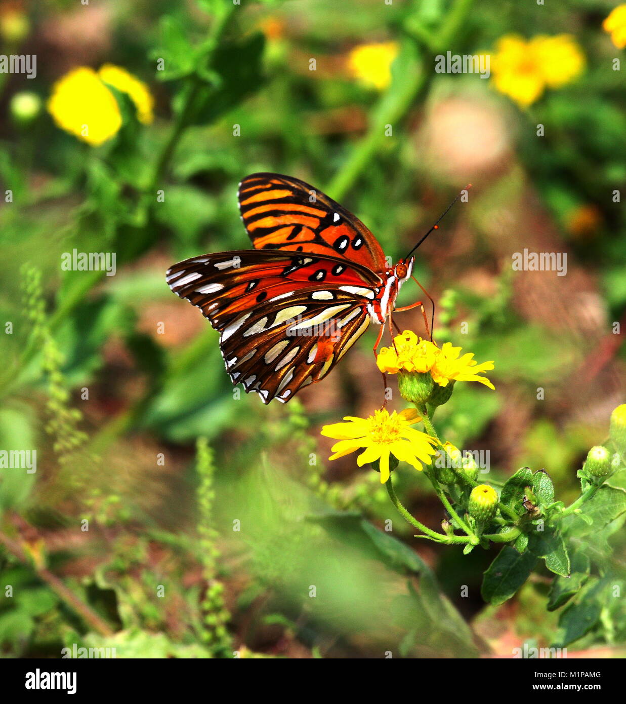 Farfalla arancione raccoglie il nettare da bitterweed in Florida Panhandle. Foto Stock