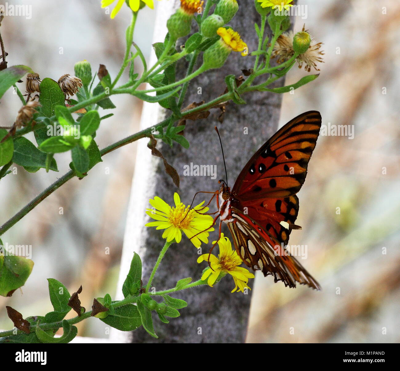 Arancione farfalla posata sul fiore giallo a Navarra Beach, Florida Foto Stock