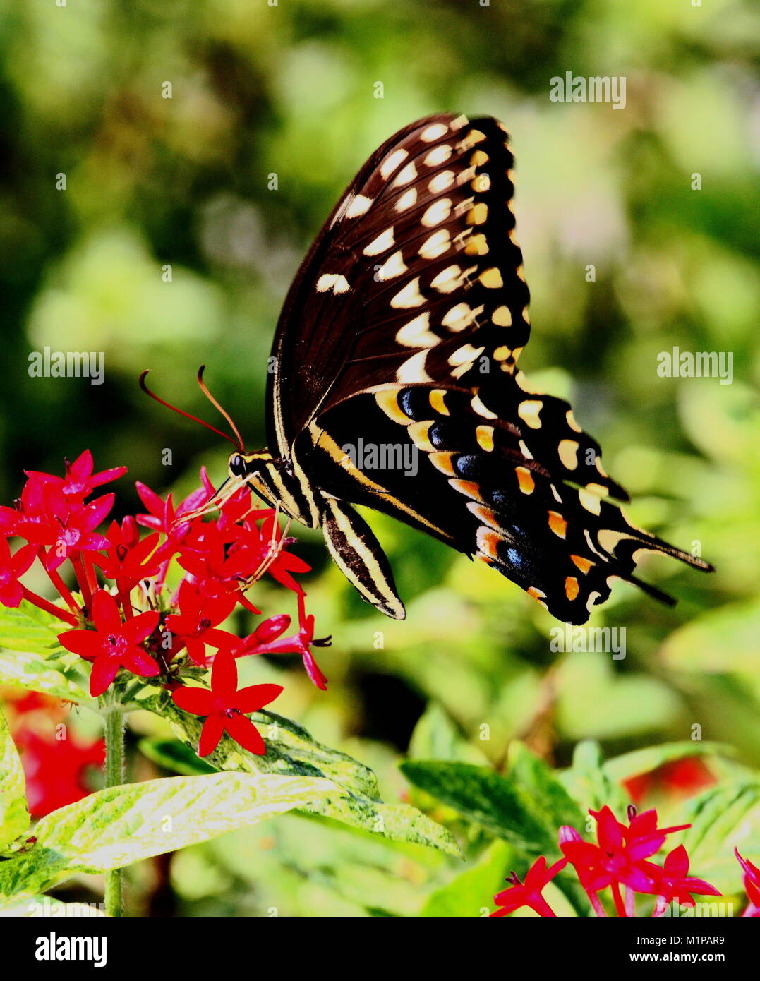 Farfalla nera con fiore rosso Foto Stock