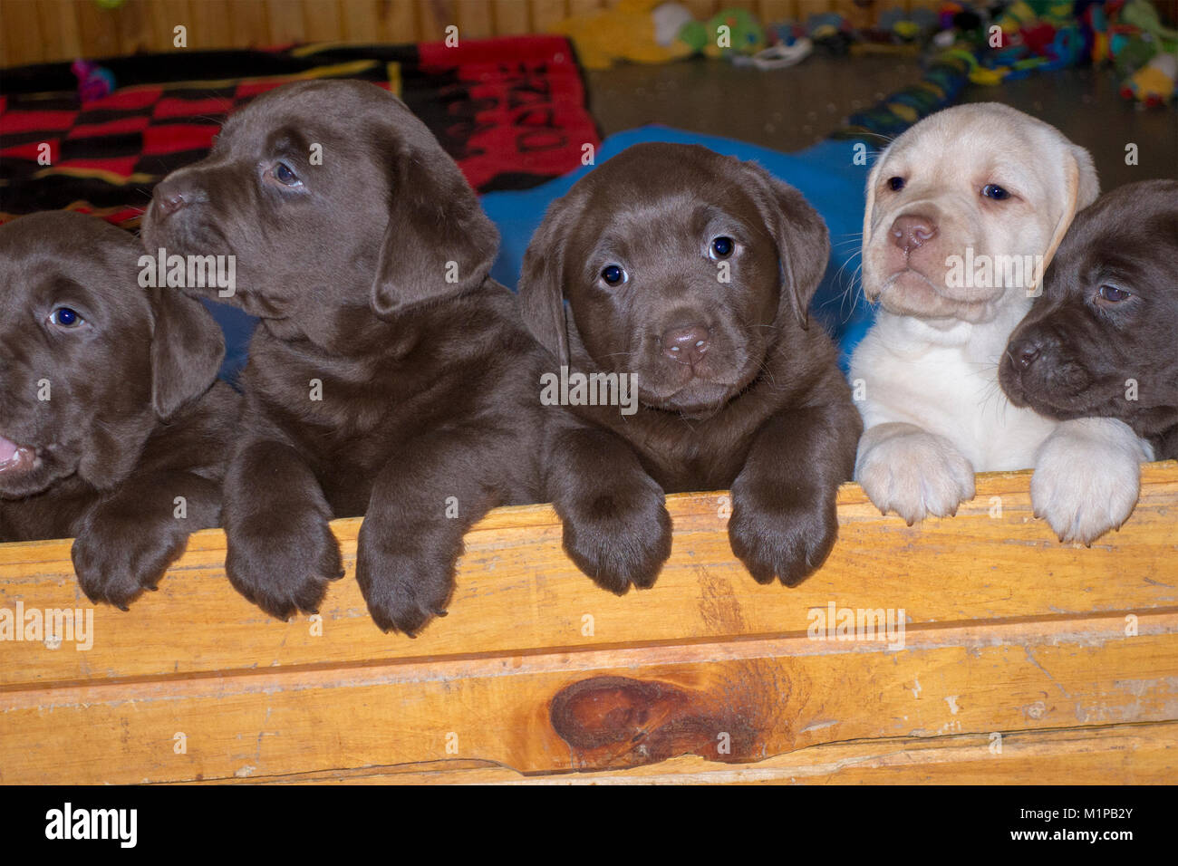 Cinque carino sei settimane vecchio Labrador Cuccioli cerca su una parete Foto Stock