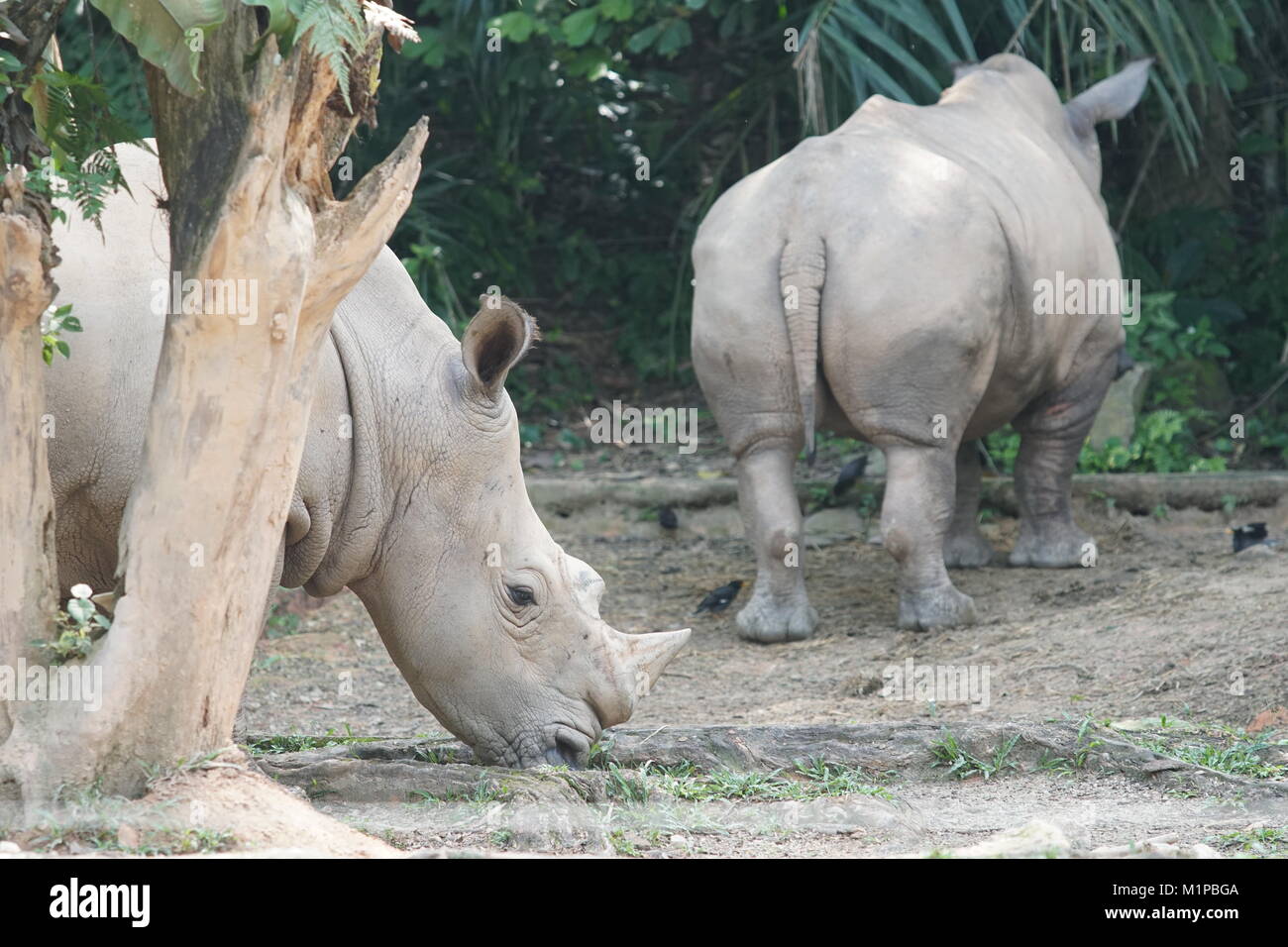 Un gruppo del rinoceronte bianco o piazza a labbro rinoceronte (Ceratotherium simum). Foto Stock
