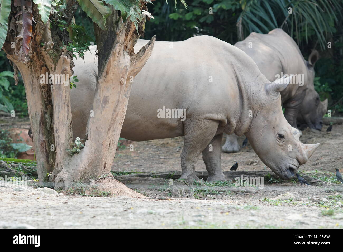 Un gruppo del rinoceronte bianco o piazza a labbro rinoceronte (Ceratotherium simum). Foto Stock