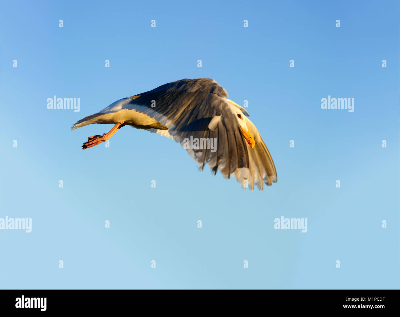 Seagull volare è un ingrandimento di un gabbiano volare contro un bel cielo blu. Foto Stock
