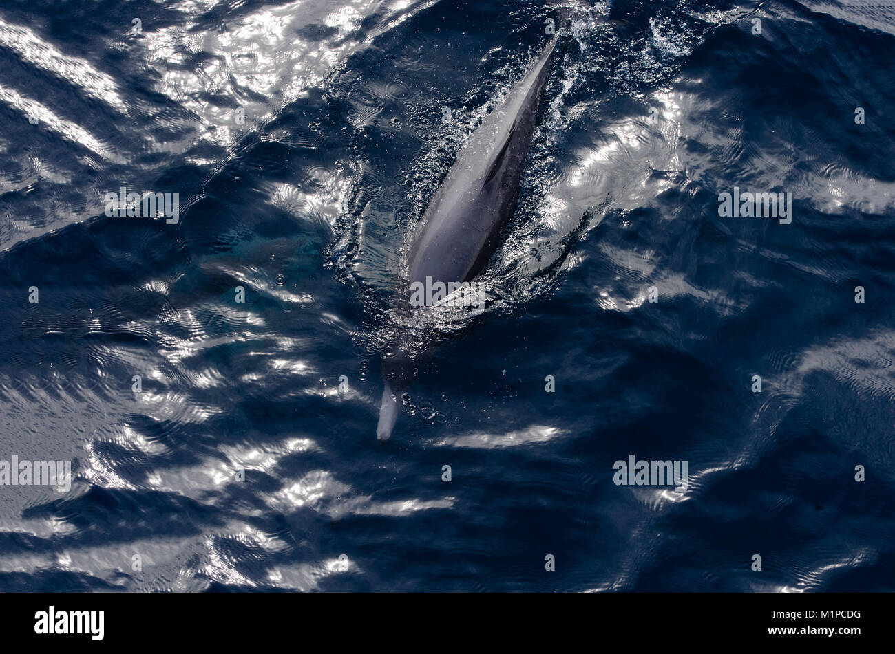 Dolphin è un delfino con il suo foro di sfiato e mostrando il suo naso appena sotto l'acqua Foto Stock