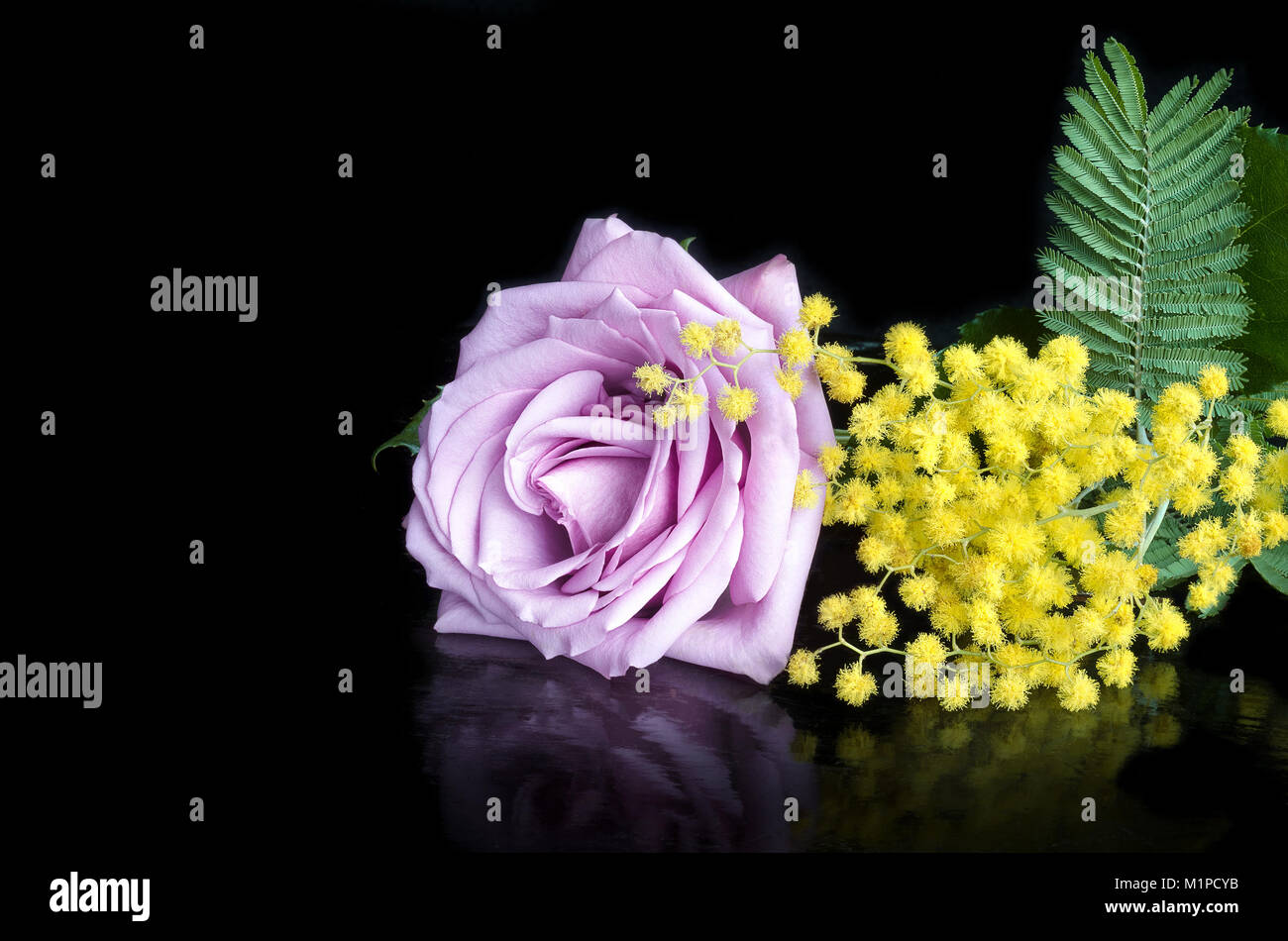 Viola, rosa e un rametto di Mimosa su uno sfondo nero con la riflessione Foto Stock