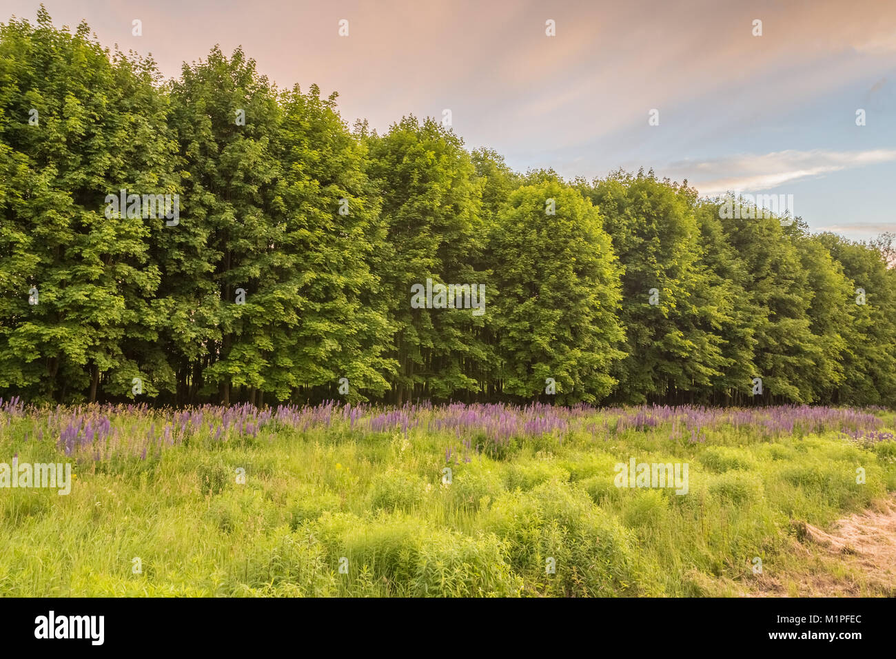 Piccola piantagione di alberi con crescente al fianco di lupino selvatico Foto Stock