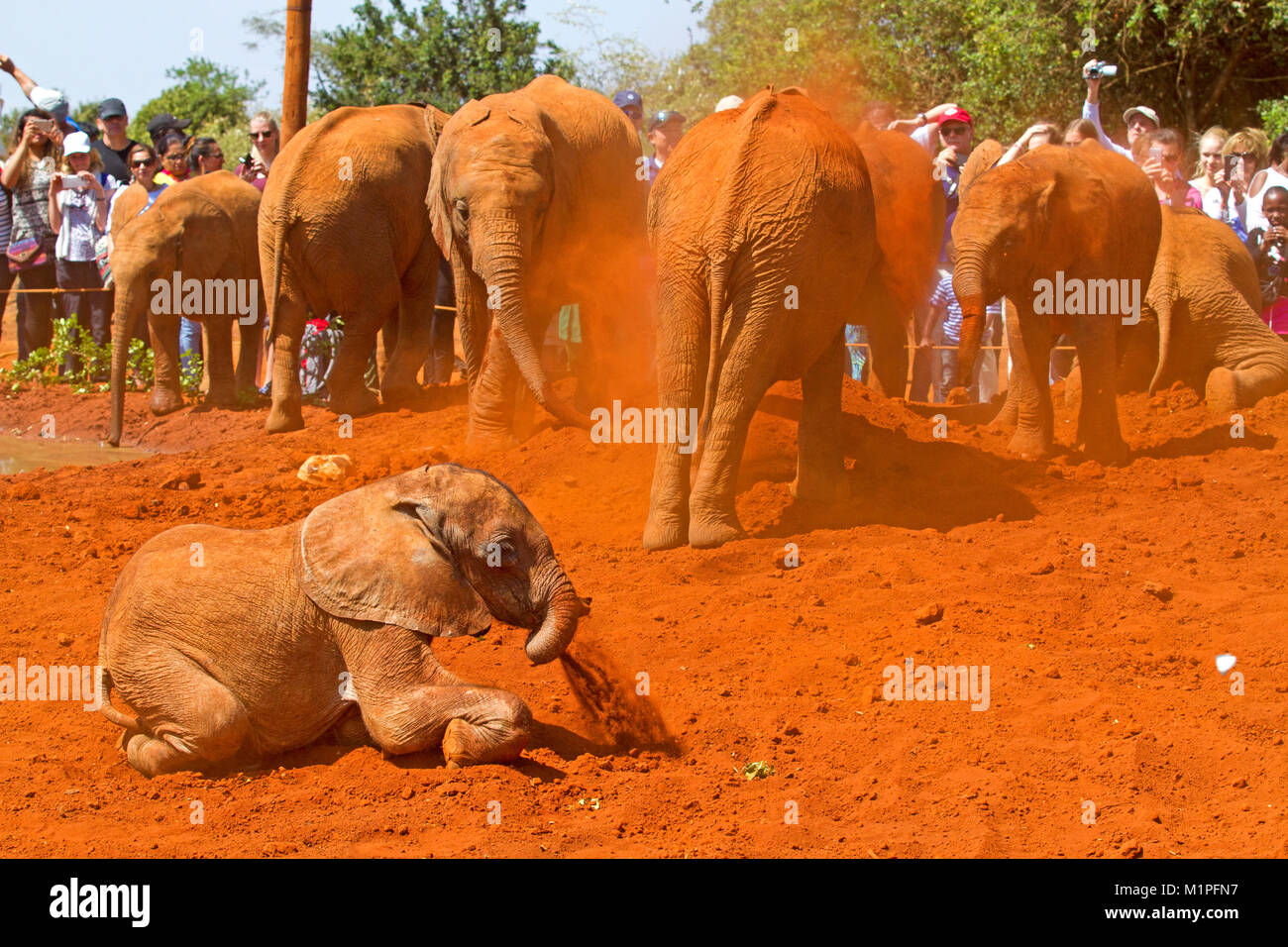 Elephant show al David Sheldrick l'Orfanotrofio degli Elefanti a Nairobi Foto Stock