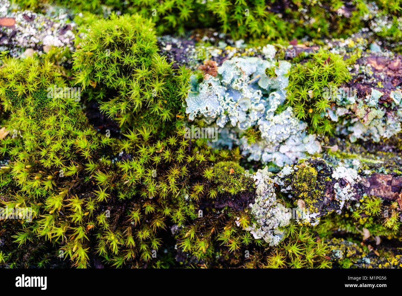 Verde muschio su un grande di corteccia di albero di sfondo o texture. Foto Stock