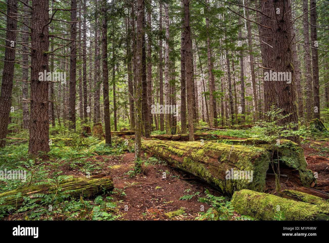 Foresta pluviale temperata intorno al lago Buttle campeggio in Strathcona Provincial Park, l'isola di Vancouver, British Columbia, Canada Foto Stock