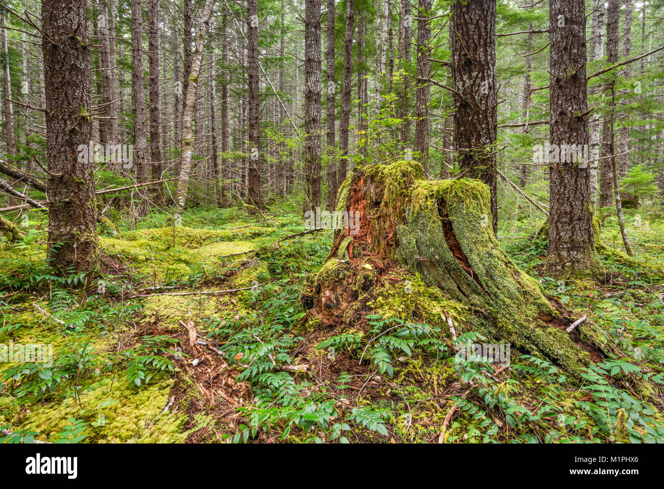 Vecchio albero di monconi in foresta di pioggia attorno al lago Buttle campeggio in Strathcona Provincial Park, l'isola di Vancouver, British Columbia, Canada Foto Stock