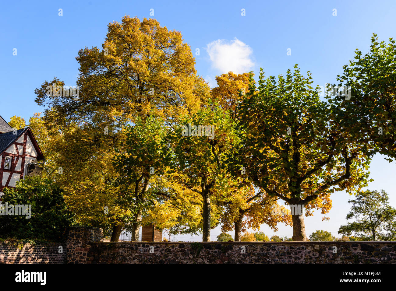 Caduta di colore immagine esterna di alberi autunnali in piedi alla parete del fossato del castello di Frankfurt-Höchst, Germania, Europ e una casa in legno e muratura Foto Stock