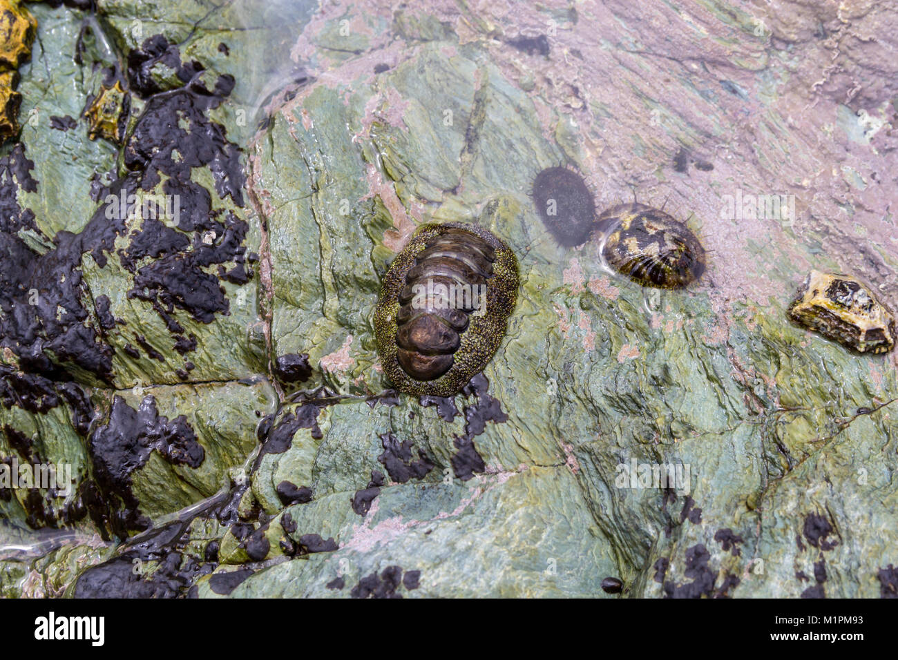 Giapponese chiton comune (Acanthopleura japonica) e altri molluschi marini; Sadamisaki Peninsula, Shikoku Giappone Foto Stock