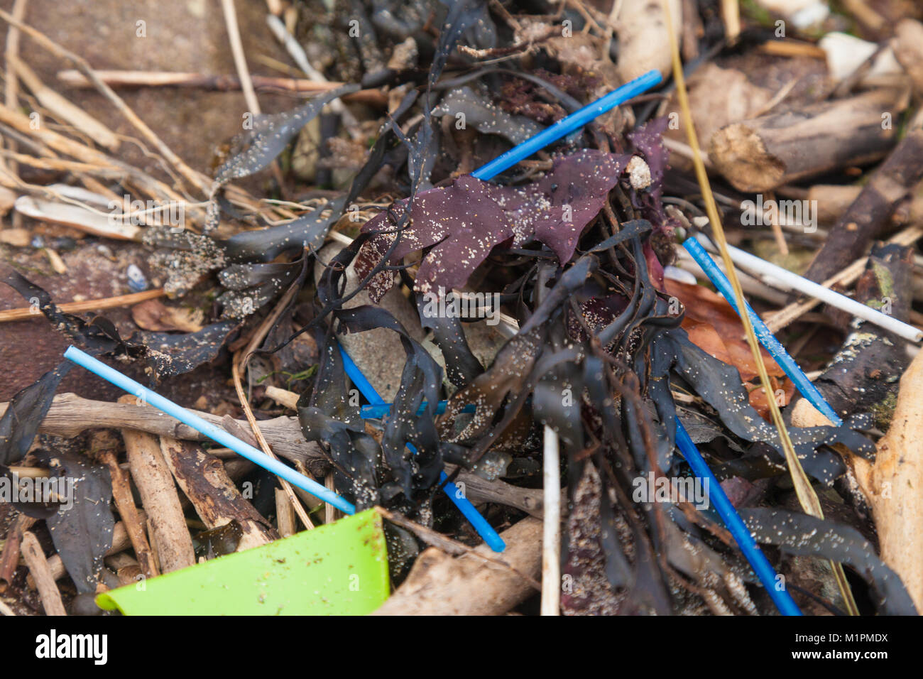 Cotone Pastic auricolari bastoni lavato fino in alghe marine su una spiaggia in Fife, Scozia Foto Stock