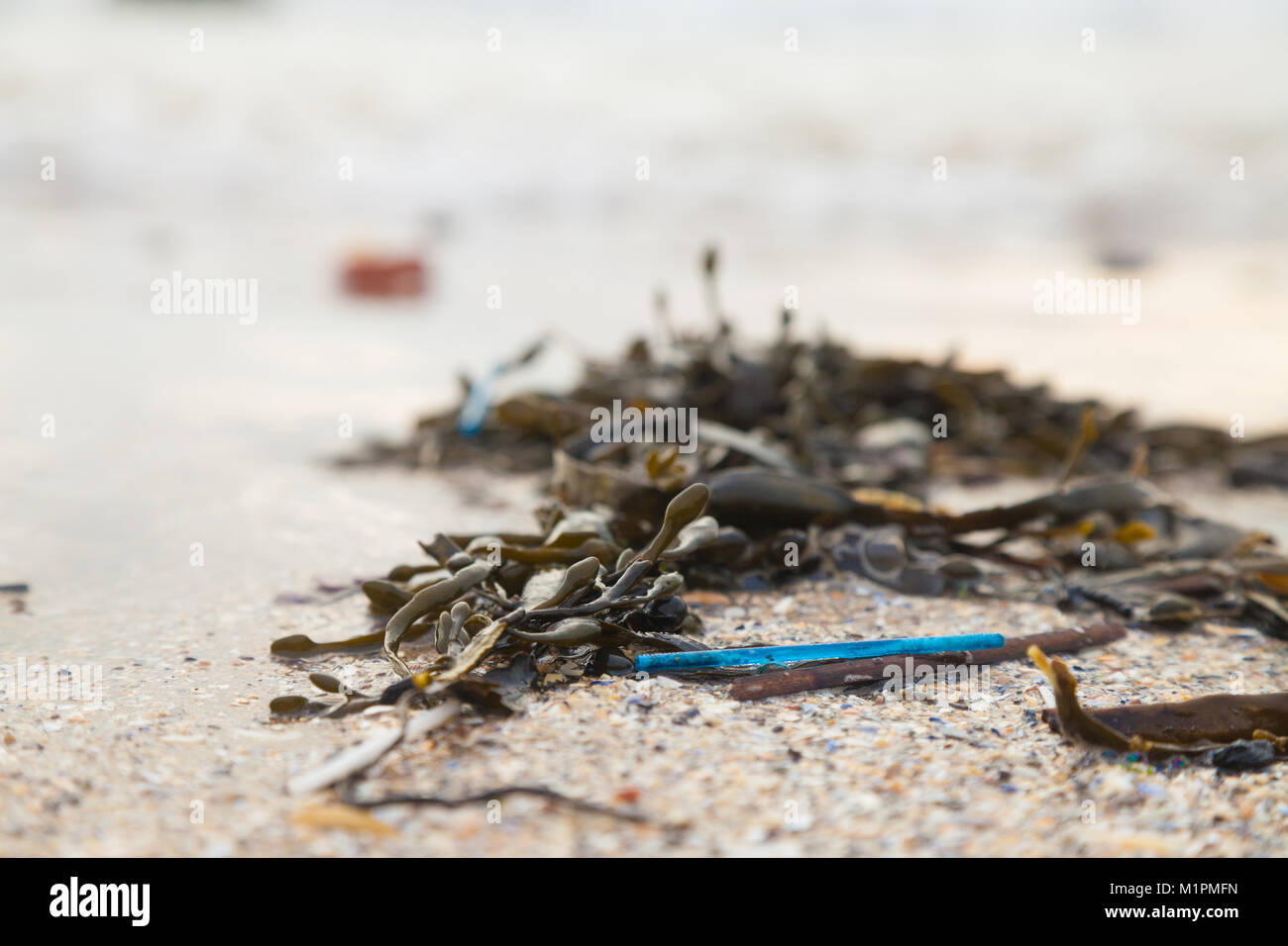 Cotone Pastic auricolari bastoni lavato fino tra le alghe su una spiaggia in Fife, Scozia Foto Stock