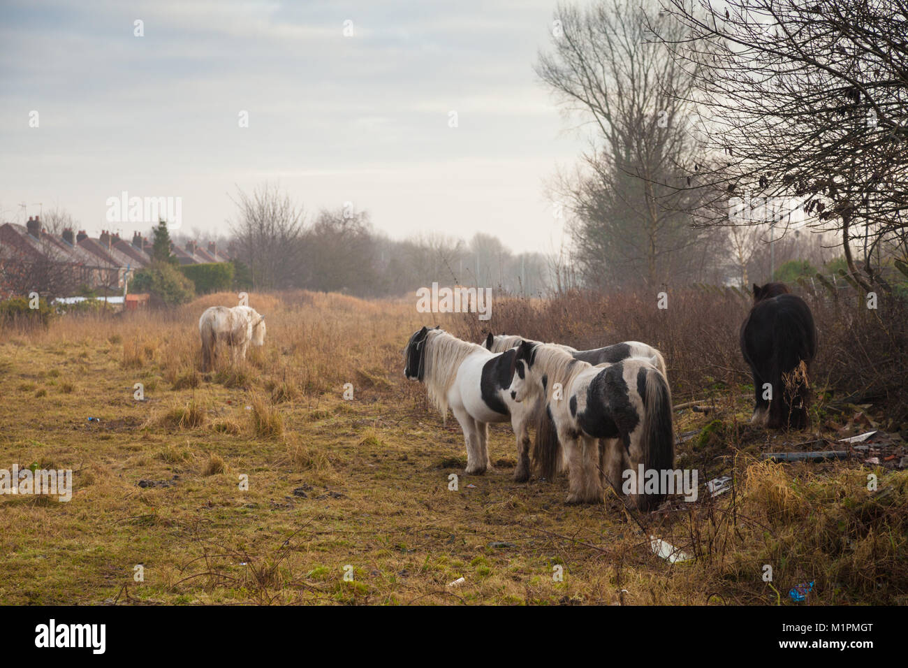 Gypsy cavalli su terreni incolti in Warrington Inghilterra. Foto Stock