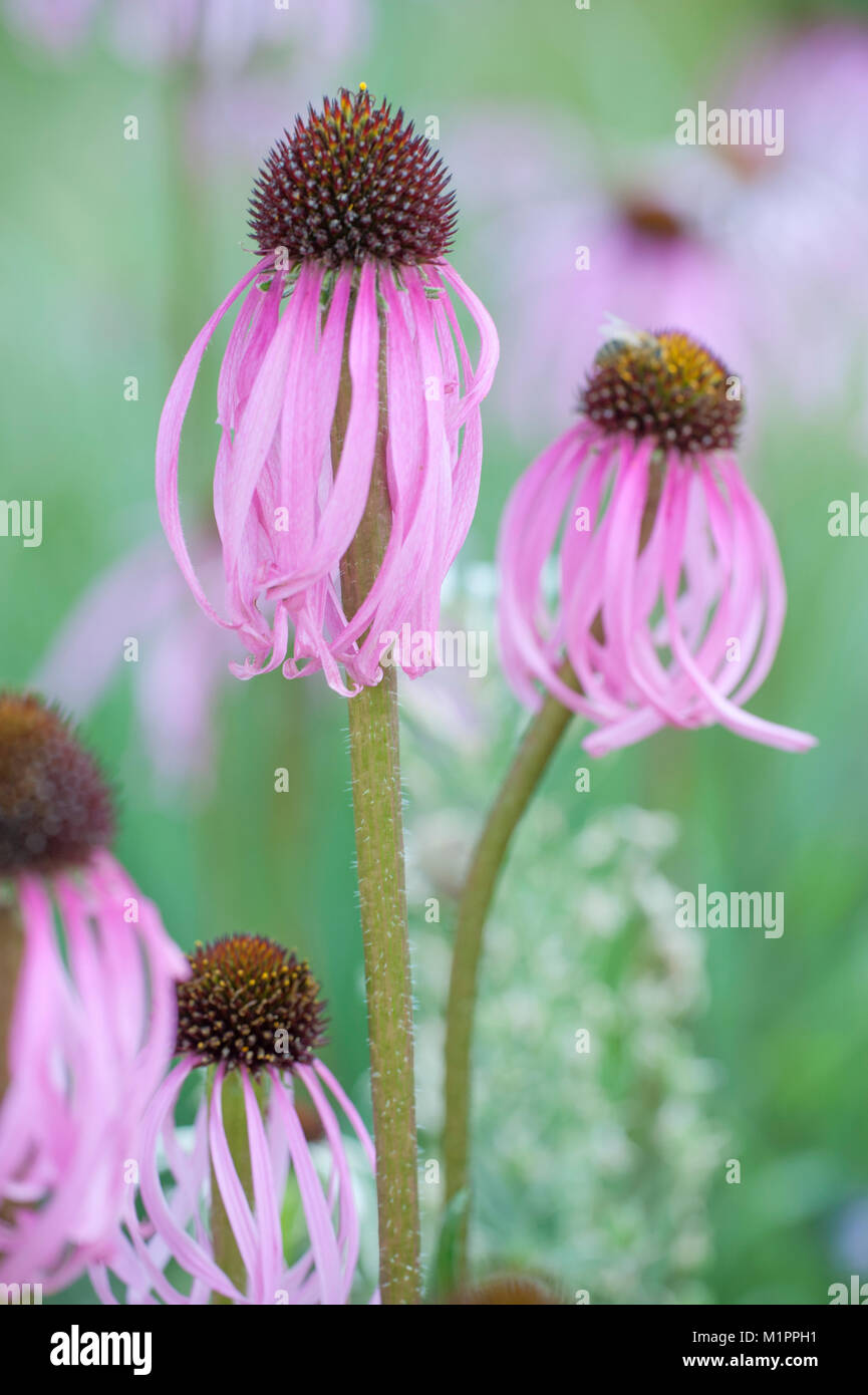 Echinacea simulata,Heller Scheinsonnenhut,viola chiaro coneflower Foto Stock